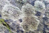 Lecanora pseudistera image