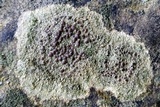 Lecanora pseudistera image