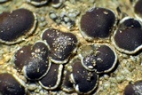 Lecanora pseudistera image