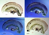Lecanora pseudistera image