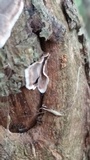 Peniophora albobadia image