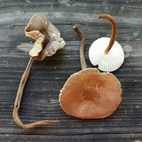 Xerula hispida image