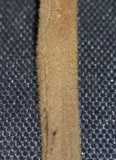 Xerula hispida image