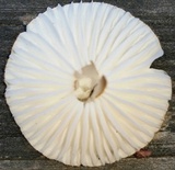 Xerula hispida image