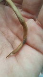 Xerula hispida image