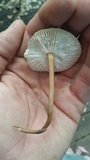 Xerula hispida image