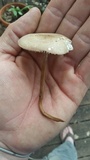 Xerula hispida image