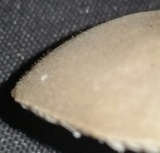 Xerula hispida image