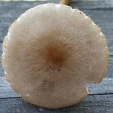Xerula hispida image