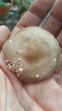 Xerula hispida image