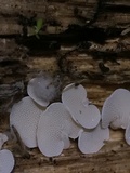 Panellus pusillus image