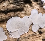 Panellus pusillus image
