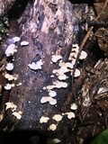 Panellus pusillus image