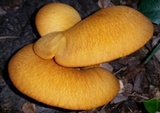 Omphalotus subilludens image