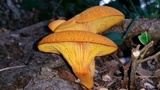 Omphalotus subilludens image