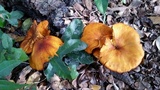 Omphalotus subilludens image