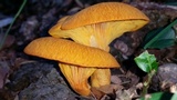 Omphalotus subilludens image