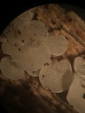 Panellus pusillus image
