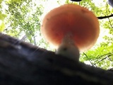 Rhodotus palmatus image