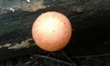 Rhodotus palmatus image
