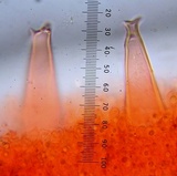 Pluteus petasatus image