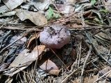 Tylopilus plumbeoviolaceus image