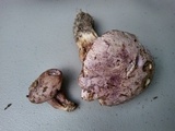 Tylopilus plumbeoviolaceus image