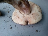 Tylopilus plumbeoviolaceus image
