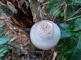 Pluteus petasatus image