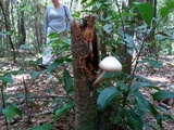 Pluteus petasatus image