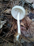 Pluteus petasatus image