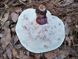 Ganoderma meredithiae image