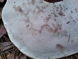 Ganoderma meredithiae image