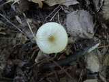 Xerula megalospora image
