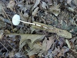 Xerula megalospora image