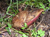 Boletus mendocinensis image