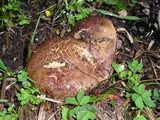 Boletus mendocinensis image