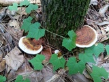Ganoderma lobatum image