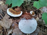 Ganoderma lobatum image