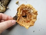 Cymatoderma caperatum image
