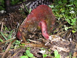 Boletus mendocinensis image
