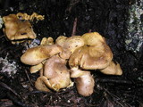 Tricholomopsis rutilans image