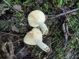 Russula nigrodisca image
