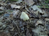 Entoloma mephiticum image