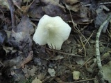 Entoloma mephiticum image