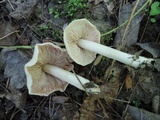 Entoloma mephiticum image