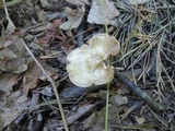 Entoloma mephiticum image