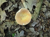 Russula ochroleucoides image