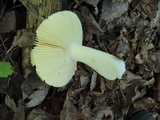 Russula ochroleucoides image