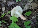Russula rosea image